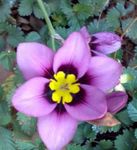 照 楼花 Sparaxis 草本植物 , 紫丁香