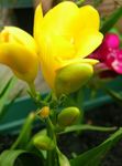foto Casa de Flores Sparaxis planta herbácea , amarelo