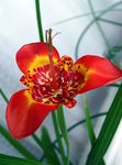 Tigridia, Mexican Shell-Blomst