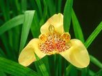 Photo Tigridia, Mexicain Shell-Fleur herbeux , jaune