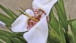 Photo Tigridia, Mexicain Shell-Fleur herbeux , blanc