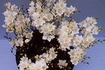 foto Casa de Flores Tritonia planta herbácea , branco