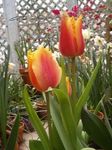 フォト ハウスフラワーズ チューリップ 草本植物 (Tulipa), 赤