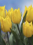 Photo des fleurs en pot Tulipe herbeux (Tulipa), jaune