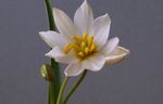 fotografie Kvetinové Kvety Tulipán trávovitý (Tulipa), biely