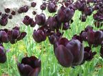 fotografie Kvetinové Kvety Tulipán trávovitý (Tulipa), vínny