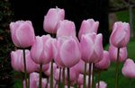 fénykép Ház Virágok Tulipán lágyszárú növény (Tulipa), rózsaszín