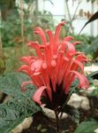 fotografie Brazilští Chochol, Plameňák Květina křoví (Jacobinia), červená