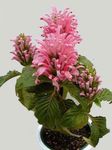 照 巴西羽，火鹤花 灌木 (Jacobinia), 粉红色