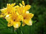 fotografie Pokojové květiny Peruánský Lily bylinné (Alstroemeria), žlutý