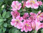 фотографија Затворене Цветови Перувиан Лили травната (Alstroemeria), розе