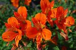 fotografie Pokojové květiny Peruánský Lily bylinné (Alstroemeria), oranžový