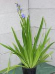 фота Хатнія Кветкі Аристея Эклона травяністая (Aristea ecklonii), блакітны