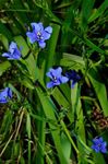 Foto Maja lilled Blue Corn Liilia rohttaim (Aristea ecklonii), helesinine