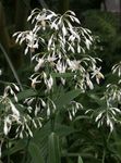 Photo House Flowers Renga Lily, Rock-lily herbaceous plant (Arthropodium), white