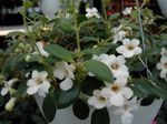φωτογραφία Εσωτερικά λουλούδια Κεντρικής Αμερικής Καμπανούλα αιωρούμενα (Codonanthe), λευκό