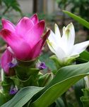 Foto Unutarnja Cvjetovi Kurkuma zeljasta biljka (Curcuma), ružičasta