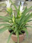 foto Huis Bloemen Curcuma kruidachtige plant , wit