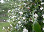 Photo House Flowers Tahitian Bridal Veil herbaceous plant (Gibasis), white