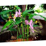 foto Huis Bloemen Dansende Dame kruidachtige plant (Globba), roze