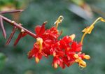 foto Huis Bloemen Dansende Dame kruidachtige plant (Globba), rood