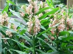 Photo House Flowers Hedychium, Butterfly Ginger herbaceous plant , pink
