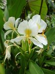 Photo House Flowers Hedychium, Butterfly Ginger herbaceous plant , white