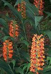 foto Huis Bloemen Hedychium, Vlinder Gember kruidachtige plant , rood