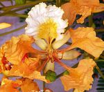 φωτογραφία Εσωτερικά λουλούδια Βασιλική Poinciana, Επιδεικτική Δέντρο δέντρα (Delonix regia), πορτοκάλι