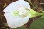照 楼花 蝴蝶豌豆 藤本植物 (Clitoria ternatea), 白