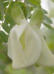 fotografie Flori de Casa Rattlebox Roșu arbust (Sesbania), alb
