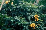 Фото Домашние Цветы Спатодея (Африканское тюльпанное дерево) деревья (Spathodea), желтый