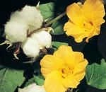 foto I fiori domestici Gossypium, Piante Di Cotone gli arbusti , giallo