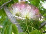 照 楼花 合欢 树 (Albizia julibrissin), 粉红色