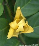 fotoğraf Evin çiçekler Mitrephora ağaç (Mitrephora vandaeflora), sarı