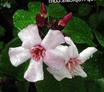 фотографија Затворене Цветови Стропхантхус лијана (Strophanthus), розе