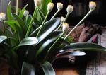 foto Huis Bloemen Kwast, Bloed Lelie, Zee Ei, Poeder Puff kruidachtige plant (Haemanthus), wit