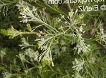 снимка Интериорни цветове Grevillea храсти (Grevillea sp.), бял