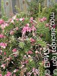 снимка Интериорни цветове Grevillea храсти (Grevillea sp.), розов