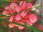 снимка Интериорни цветове Grevillea храсти (Grevillea sp.), червен