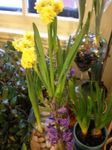 Photo des fleurs en pot Amaryllis herbeux (Hippeastrum), jaune