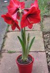 fotografie Pokojové květiny Amaryllis bylinné (Hippeastrum), červená