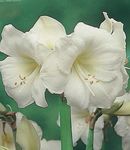 Photo des fleurs en pot Amaryllis herbeux (Hippeastrum), blanc