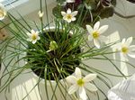 φωτογραφία Εσωτερικά λουλούδια Βροχή Κρίνος,  ποώδη (Zephyranthes), λευκό