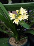 fénykép Ház Virágok Bokor Liliom, Boslelie lágyszárú növény (Clivia), sárga