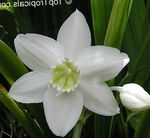 φωτογραφία Εσωτερικά λουλούδια Amazon Κρίνος ποώδη (Eucharis), λευκό
