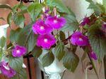 Photo Magic Flower, Nut Orchid hanging plant (Achimenes), lilac