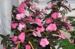 фотографија Затворене Цветови Магиц Фловер, Орах Орхидеја ампельни (Achimenes), розе