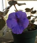Photo Magic Flower, Nut Orchid hanging plant (Achimenes), dark blue