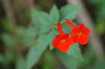 Photo Magic Flower, Nut Orchid hanging plant (Achimenes), red